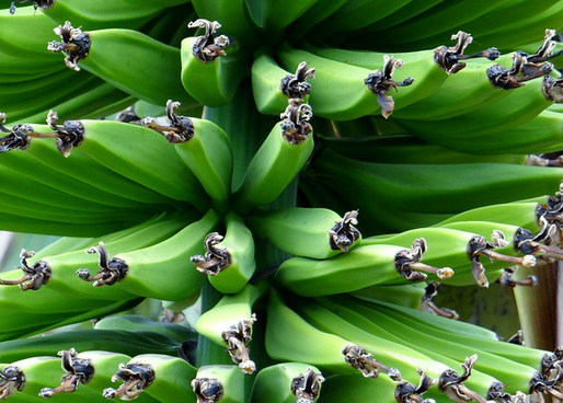 banane bananier