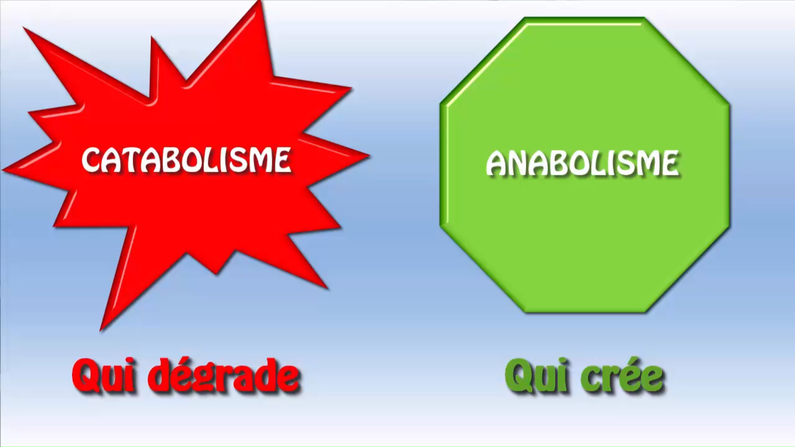 Métabolisme catabolisme anabolisme
